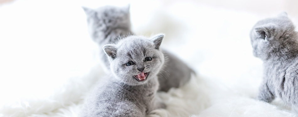Little grey kitten turning his head around and meowing and showing his teeth.