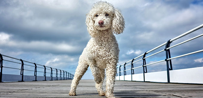 Miniature Poodle Pedigree Dog Standing with One Paw raised in the middle of Saltburn Pier with dramatic cloudy sky in shot idea for Magazine or website cover hero image with space for text.