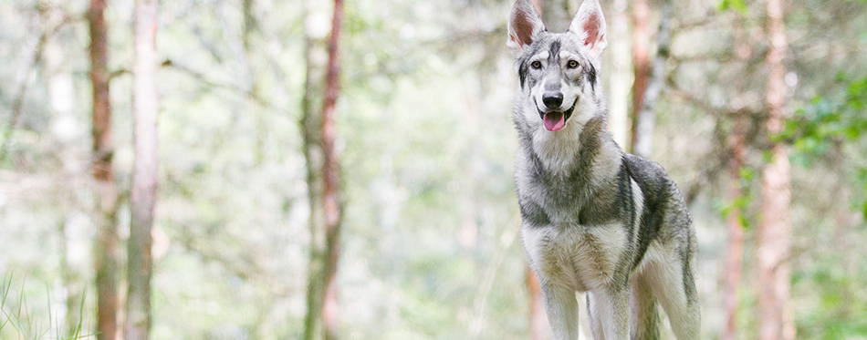 Northern inuit dog