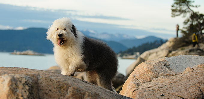Old English Sheepdog outdoor portrait on rocks above water