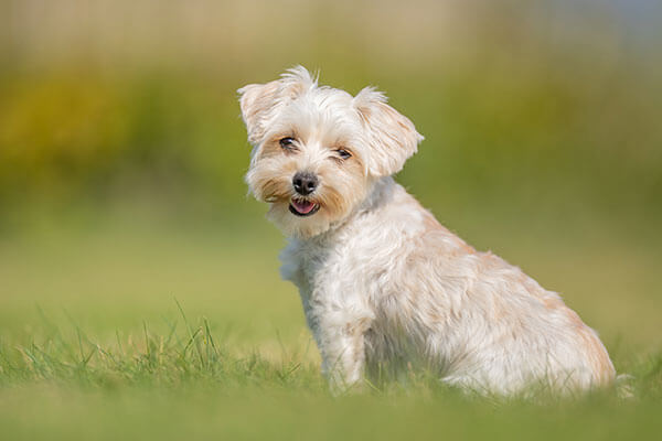 Portrait of a happy dog