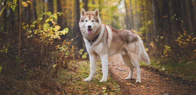 Portrait of gorgeous Siberian Husky dog standing in the bright enchanting fall forest.