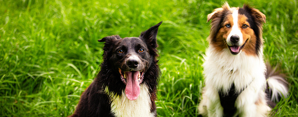 Portrait of joyful border collie dog and berger australian dog playing together enjoying the sunny spring day.