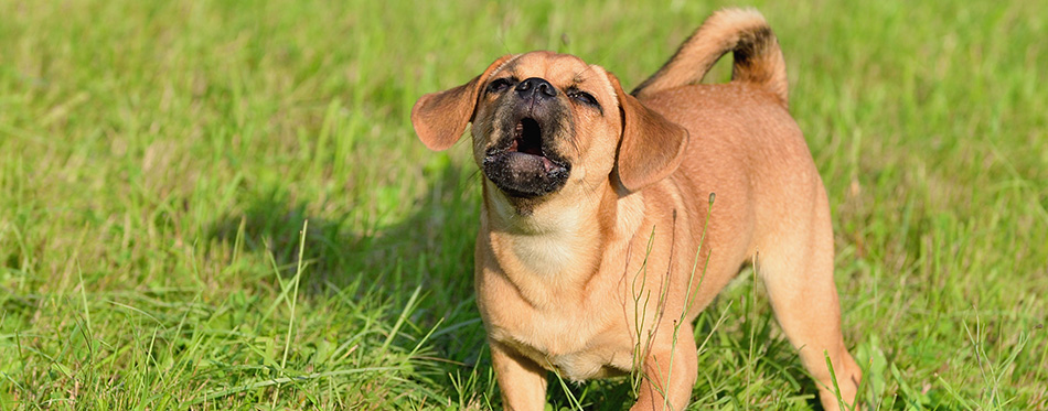 Puppy 10 weeks barks Puggle Dog Designer Dog Mops and Beagle