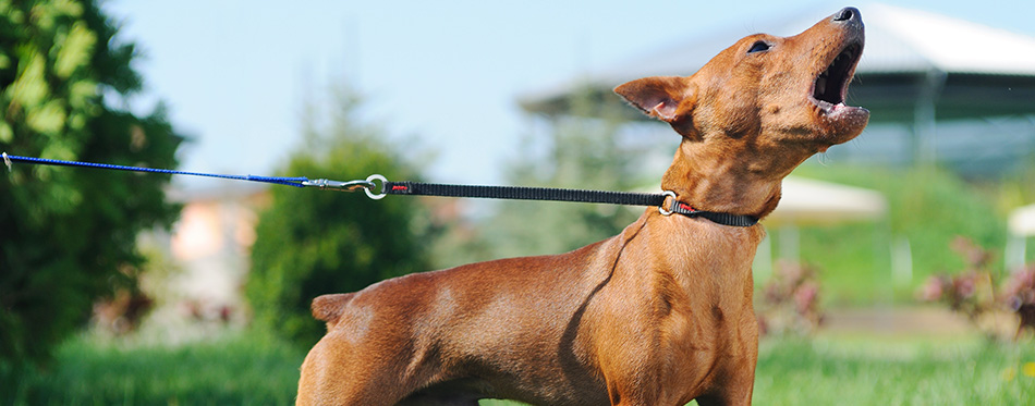 Puppy of Miniature Pinscher (Zwergpinscher, Min Pin) barking