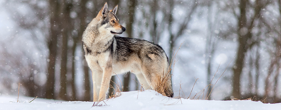 Saarloos Wolfdog on the snow