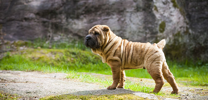 Shar Pei Puppy