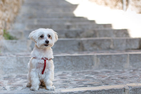 Small male Maltese, attentive to receive orders on a cobbled street