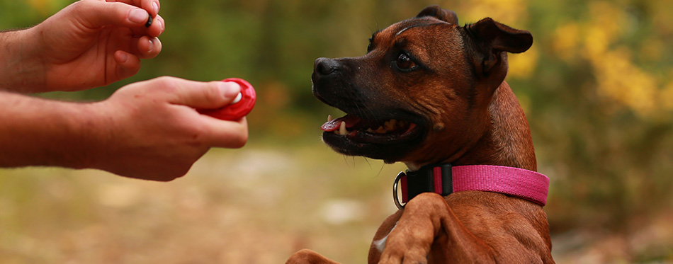 Staffordshire bull terrier and clicker