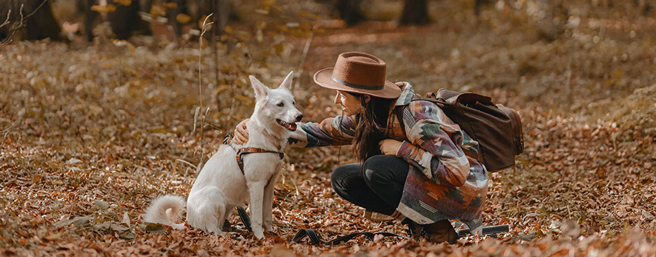 Stylish woman caressing adorable white dog in sunny autumn woods. 