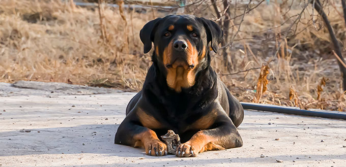  The Rottweiler is guarding the territory.