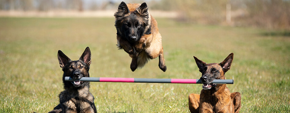 Three dogs showing a fantastic dog trick