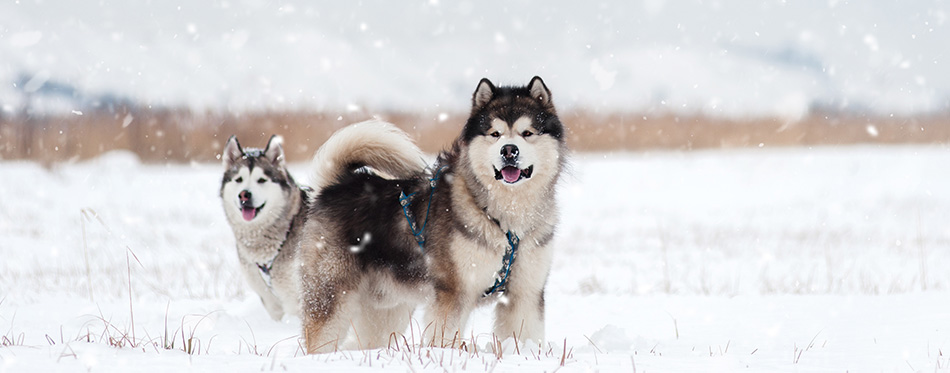 Two Alaskan Malamute stay in the snow field