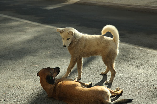 Two dogs at sreet