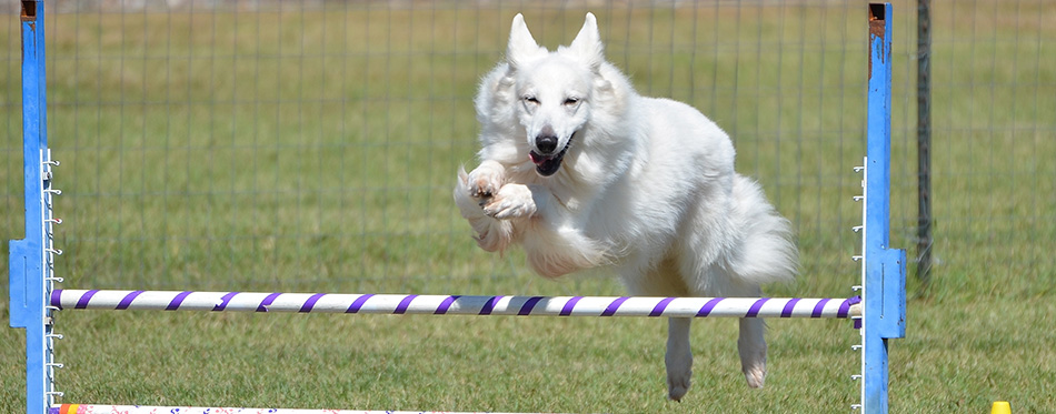 White Shepherd Leaping Over a Jump at a Dog Agility Trial