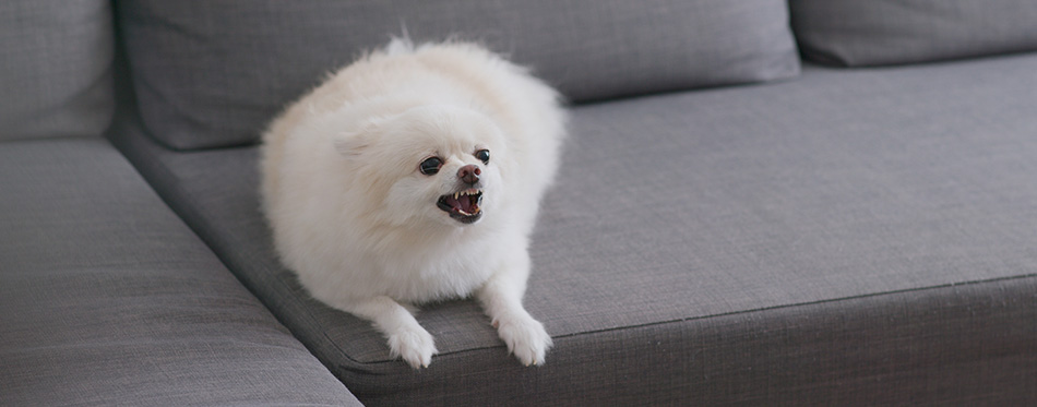 White pomeranian dog bark on sofa