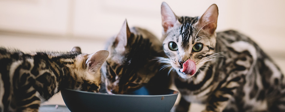 Young Bengal kittens eating together.