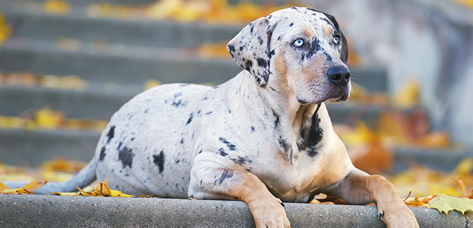 Young Louisiana Catahoula Leopard dog lying down on the stairs at autumn park