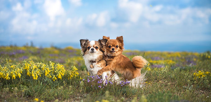 chihuahua on the green field