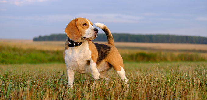 dog Beagle on a walk early in the morning at sunrise