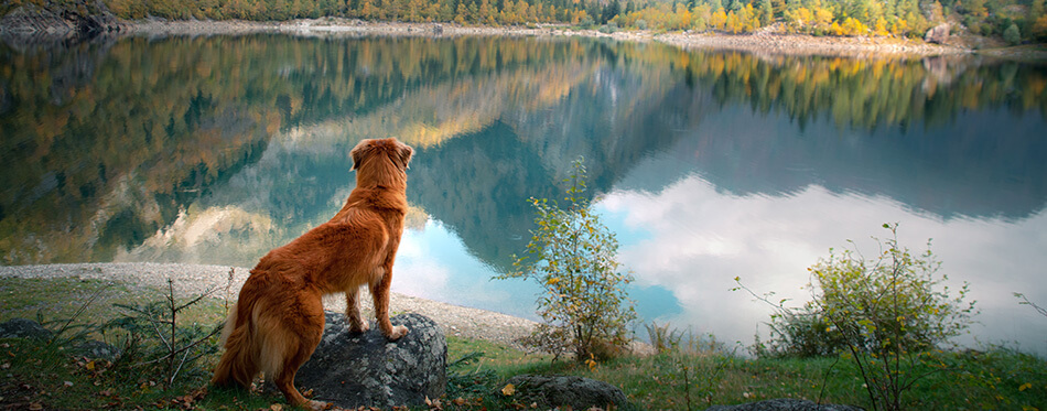 dog at a mountain lake in autumn.