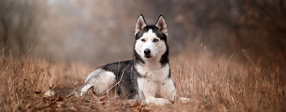 dog breed Husky in the autumn forest