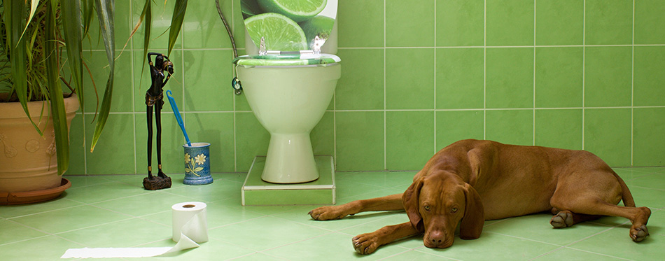 dog lying in the bathroom with toilet