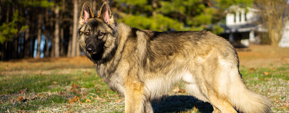 dog wolf shiloh shepherd animals canine