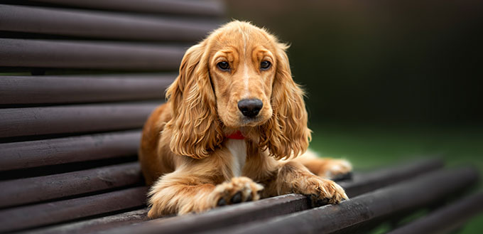 english cocker spaniel puppy lying down on a bench