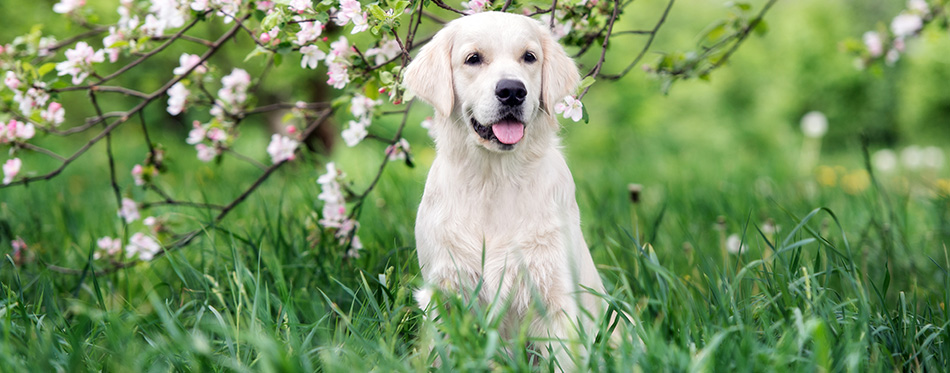 golden retriever dog posing outdoors in spring