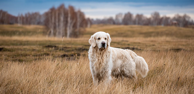 labrador in the autumn forest on a hunt walk