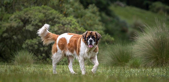 portrait of adult saint bernard purebred dog with nature vegetation behind