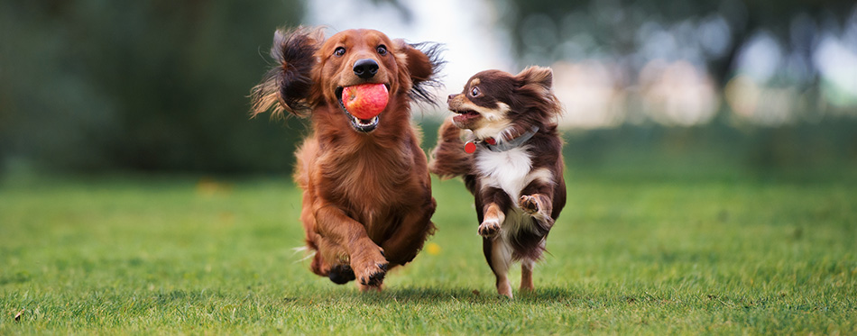 two small dogs playing together outdoors