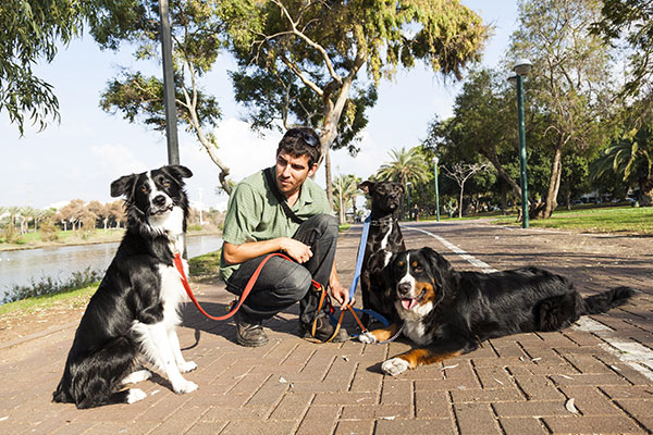 A dogwalker spending time with three dogs in an urban park on a sunny day.