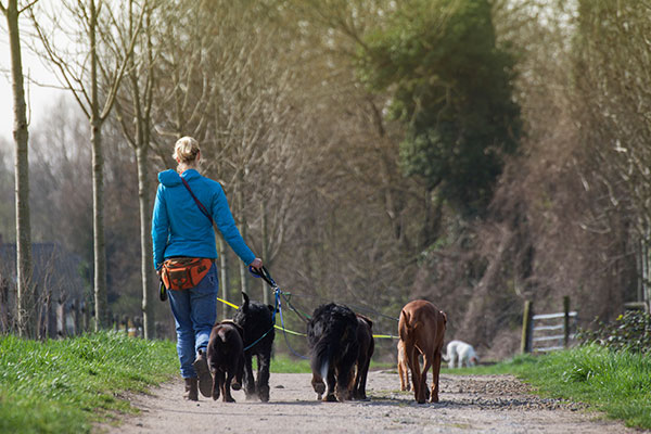 Back of Dogwalker walk with a group of dogs