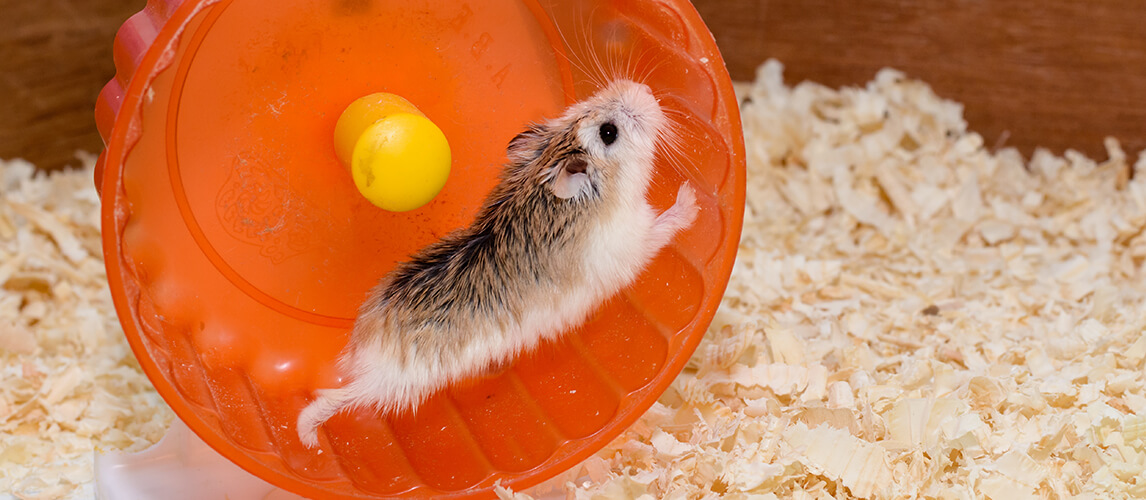 Hamster Wheel: The 6 Best Options And Advice From A Vet - DodoWell