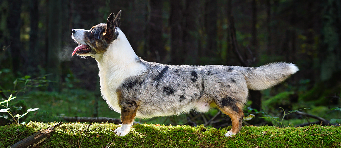 Cardigan Welsh vs. Pembroke Welsh Pet Side