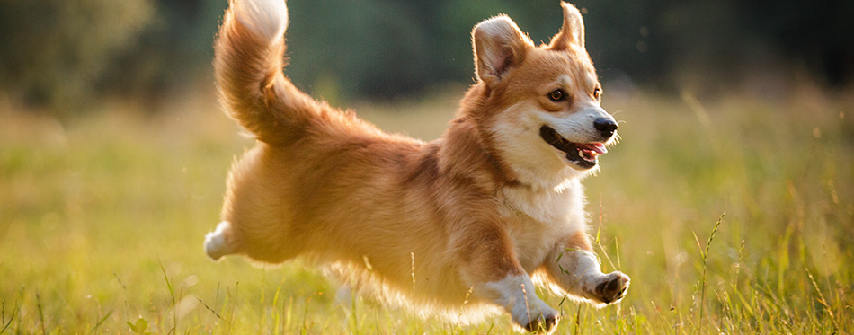 Corgi dog pembroke welsh corgi walking outdoor in summer park