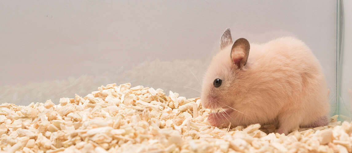 Syrian hamster is sitting in glass on bedding, side view