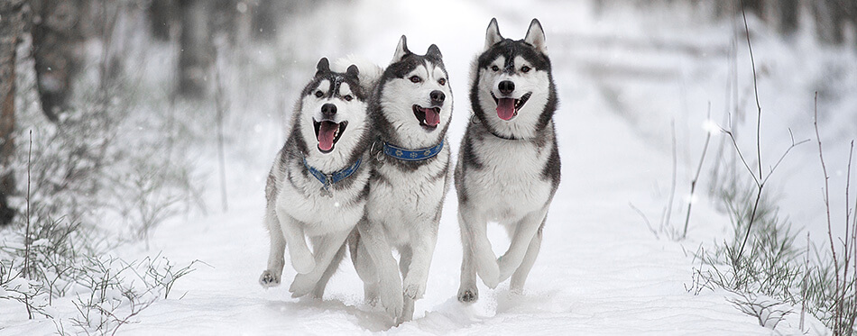 Three of Siberian Husky dog running in the snowy forest