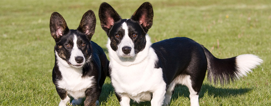 Two welsh corgi cardigan posing