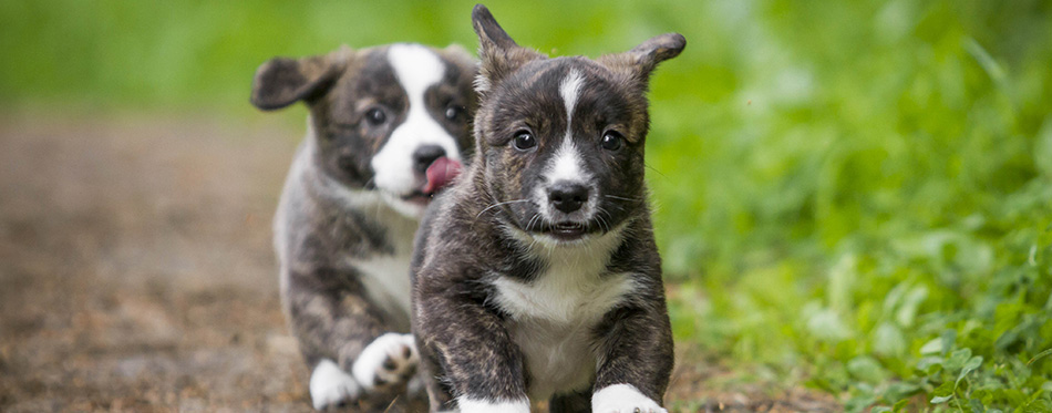 Welsh Corgi cardigan