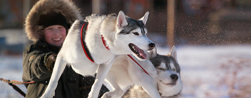 Winter story with beautiful husky jumping