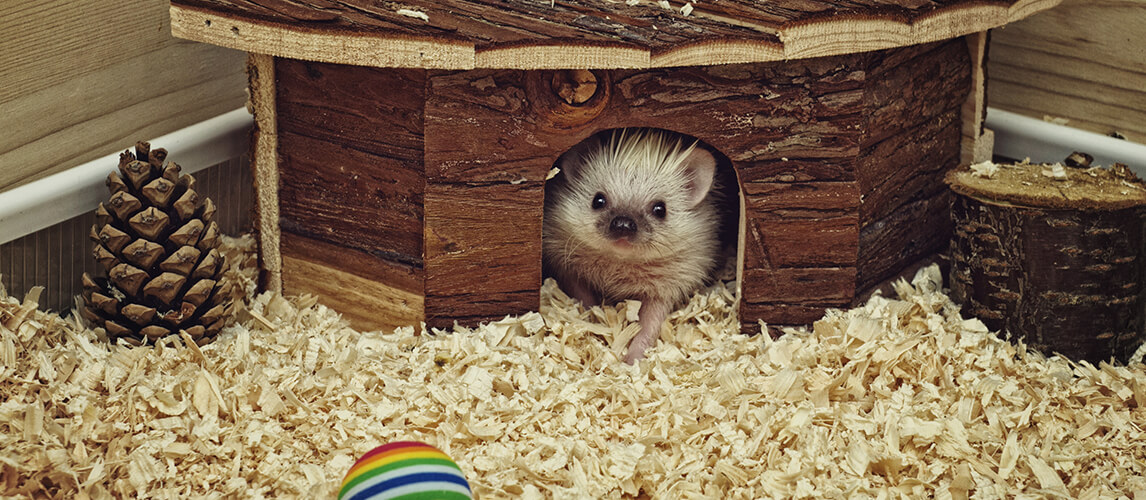 cute hedgehog baby in home