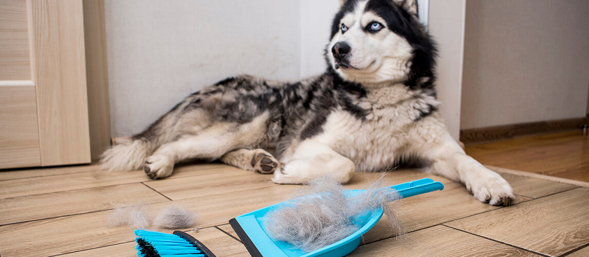 A woman removes dog hair after molting a dog with a dustpan and broom at home.
