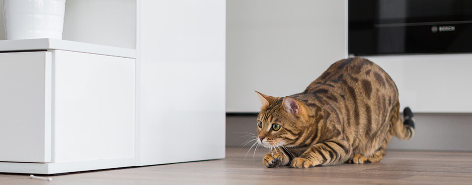 Beautiful Bengal cat hunting in the house and playing by the kitchen.