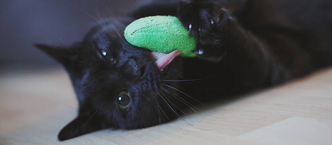 Black Cat laying on the floor playing with a green pickle cat toy filled with catnip