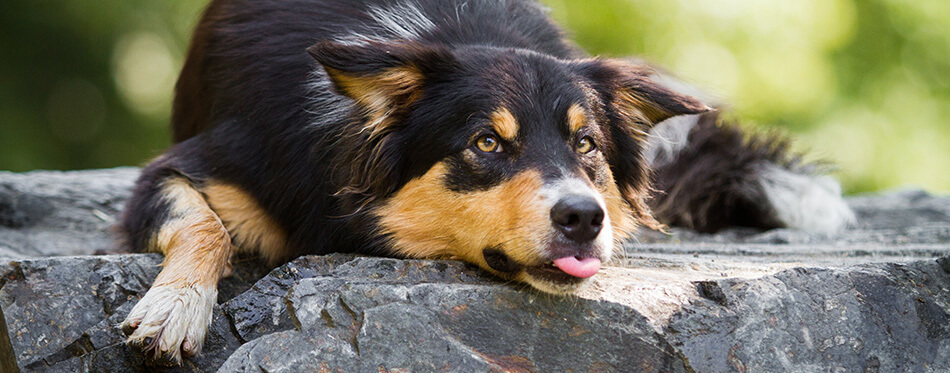 Border collie on the rock