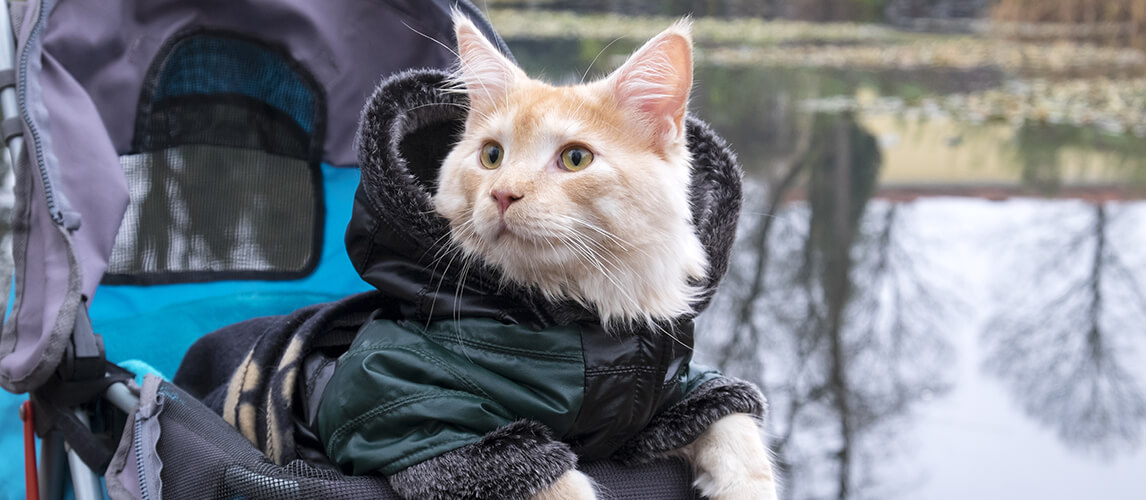 Cat in a stroller on a trip dressed in jacket