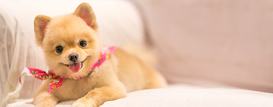 Cute Pomeranian dog smiling on the sofa with copy space, cowboy bandana or handkerchief on the neck